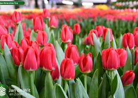 Tulipa Antarctica Fire ® (2)